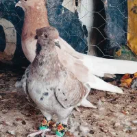کبوتر رنگی آس