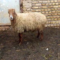 میش چاق