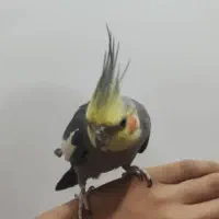 فروش عروس هلندی جفت ، دستیه دستی|پرنده|لامرد, |دیوار