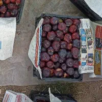 انجیر|خوردنی و آشامیدنی|سرپل ذهاب, |دیوار