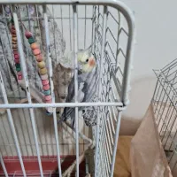 عروس هلندی نر سخنگو