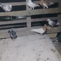 کبوتر|پرنده|چابهار, |دیوار