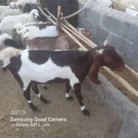 مری سه قلو زا شیری|حیوانات مزرعه|راسک, |دیوار