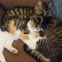 گربه جهت واگذاری با تعهد