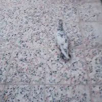 کبوتر نره|پرنده|اندیمشک, |دیوار