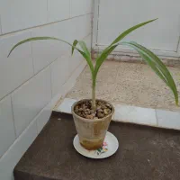 گل‌ طبیعی|گل و گیاه طبیعی|اردکان, |دیوار