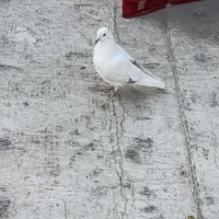 کبوتر پتی واله