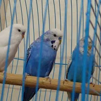 مرغ عشق انگلیسی