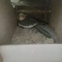 عروس‌هلندی