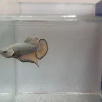 فایتر|ماهی|کهریزک, |دیوار