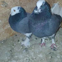 کفتر کبوتر شازده|پرنده|پردیس, شهرک صنعتی خرمدشت فاز ۷|دیوار