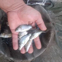 کپور اوزون فیتوفاک اموروبیگهد