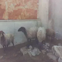 فروش گوسفند