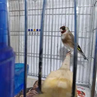 سهره جوجه قفس|پرنده|کرمانشاه, |دیوار