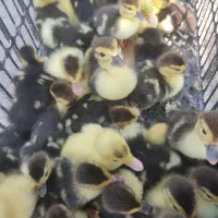 جوجه اردک اسراییلی