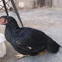 توافقی|حیوانات|نجف‌آباد, ویلاشهر|دیوار