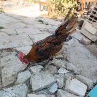 مرغ خروس مینیاتوری|حیوانات مزرعه|جغتای, |دیوار