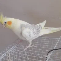 عروس هلندی نر لوتینو دو کتی دوساله آماده جفت گیری