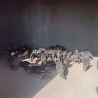 بوقلمون ۲ ماهه مناسب نگه داری