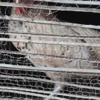 مرغ عشق و خروس میاطوری|پرنده|سنگر, |دیوار