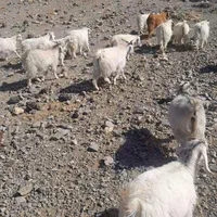 ۳۵ عدد کهره نر و ماده.بافت دهسرد .کیلویی۳۱۰|حیوانات مزرعه|کرمان, |دیوار