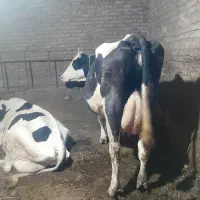 گاو سمینتال یک هفته مونده زایمان کنه وزن ۶۰۰