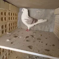 کفتر کبوتر|پرنده|فردیس, شهرک ۱۱۰|دیوار