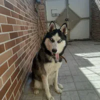 سگ هاسکی|سگ|تربت‌حیدریه, منظر|دیوار