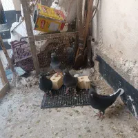 کبوتر