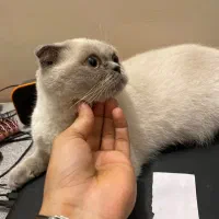 گربه اسکاتیش فولد دو رنگ