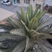 درخت نخل