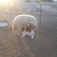 گوسفند و بره