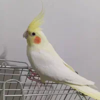 پرنده جوجه عروس هلندی اشتی