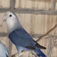 خرید و فروش انواع پرنده و ارسال به تمام نقاط کشور