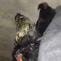 مرغ|حیوانات مزرعه|ساوه, |دیوار