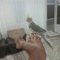 عروس هلندی نر