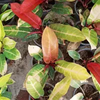 انواع گیاهان آپارتمانی و بستر آماده کاشت (خاک برگ)|گل و گیاه طبیعی|بستان آباد, |دیوار