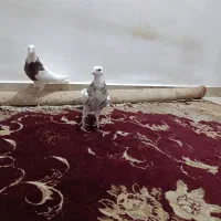 فروش طوقی ۲نر|پرنده|دهلران, |دیوار