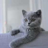 گربه بریتیش رنگ بلو ۲ماهه