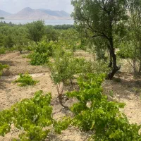 فروش باغ ۲۰۰۰ متری با ویو تالاب چغاخور|فروش زمین و ملک کلنگی|بلداجی, |دیوار