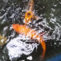 فروش ماهی کویی ماهی تربیت شده اهلی سالم|ماهی|یزد, |دیوار