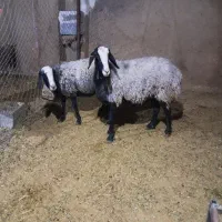 ۵راس شیشک میش شال اصل