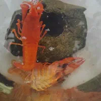 لابستر آب شیرین