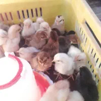 جوجه ۶روزه
