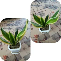 گل سانسوریا