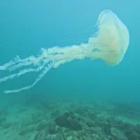 تور قشم و هرمز و هنگام