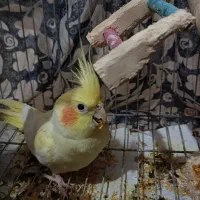 فروش جفت عروس هلندی کار داده بندر لنگه|پرنده|بندرلنگه, |دیوار