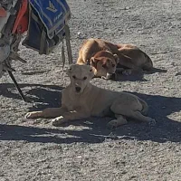 توله ۴ماهه نسل عالی