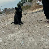 ژرمن بلک کلاس A|سگ|جیرفت, |دیوار