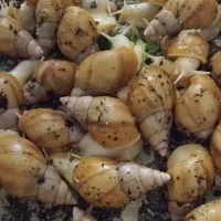 جوجه حلزون البینو